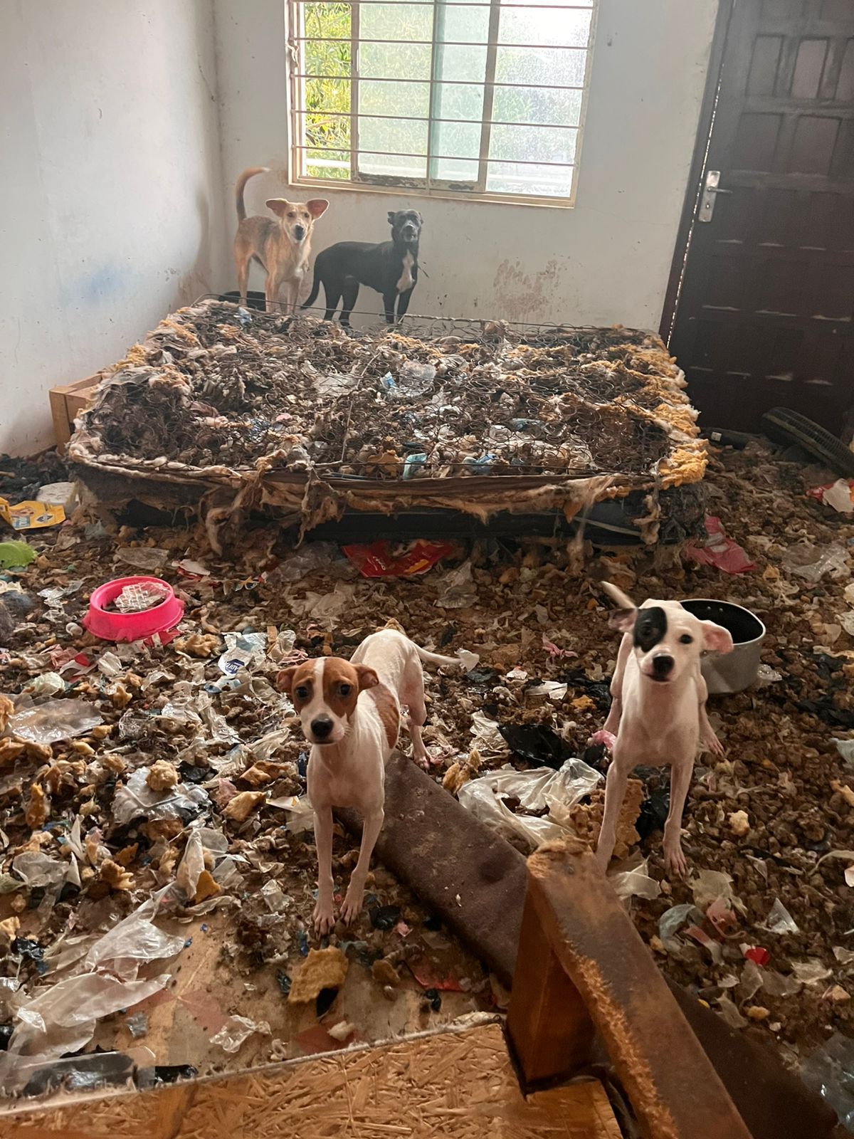 Fotografía de los perritos rescatados